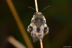 Anthophora femorata