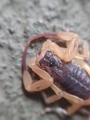 Tityus serrulatus