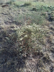 Eriogonum effusum