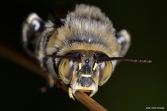 Anthophora femorata