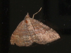 Chrysolarentia bichromata