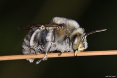 Anthophora femorata