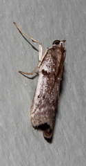 Cryptoblabes hemigypsa