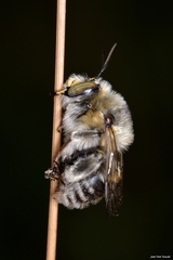 Anthophora femorata