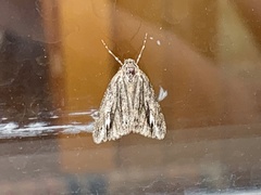 Carphoides incopriarius