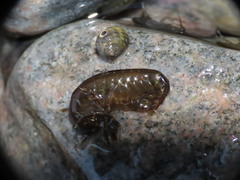 Gammarus oceanicus