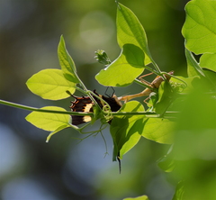 Papilio garamas garamas