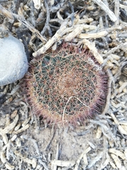 Mammillaria grusonii