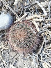 Mammillaria grusonii