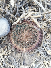 Mammillaria grusonii