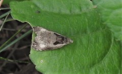 Olethreutes inornatana