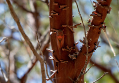 Okanagana arctostaphylae