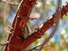 Okanagana arctostaphylae