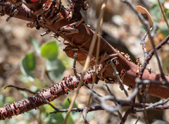 Okanagana arctostaphylae