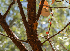 Okanagana arctostaphylae