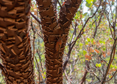 Okanagana arctostaphylae