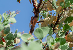 Okanagana arctostaphylae