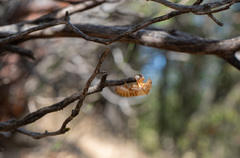 Okanagana arctostaphylae
