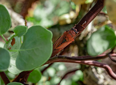 Okanagana arctostaphylae