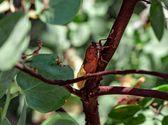 Okanagana arctostaphylae