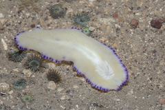 Pseudoceros laingensis