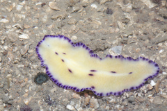 Pseudoceros laingensis