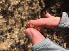 Okanagana arctostaphylae