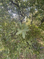 Quercus peninsularis