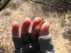 Okanagana arctostaphylae