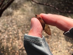 Okanagana arctostaphylae
