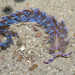 紫灰翼海蛞蝓 - Photo 由 budak 所上傳的 (c) budak，保留部份權利CC BY-NC