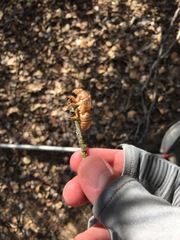 Okanagana arctostaphylae