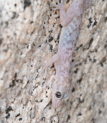 Phyllodactylus nocticolus