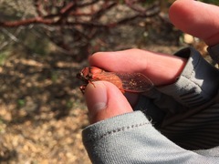 Okanagana arctostaphylae