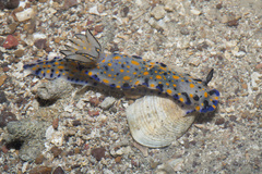 Hypselodoris confetti