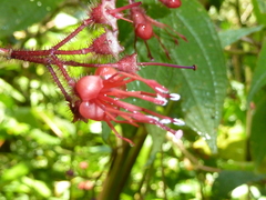 Miconia melanotricha