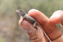 Sceloporus dugesii
