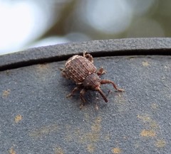 Conotrachelus posticatus