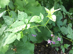 Solanum dulcamara