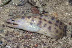 Gymnothorax reevesii