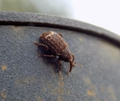 Conotrachelus posticatus