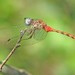 Blue-faced Meadowhawk - Photo (c) Vicki DeLoach, some rights reserved (CC BY-NC-ND)