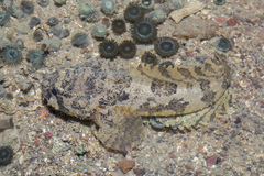 Batrachomoeus trispinosus