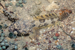 Batrachomoeus trispinosus