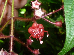 Miconia melanotricha