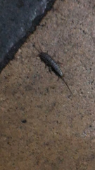 Ctenolepisma lineatum