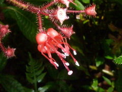 Miconia melanotricha