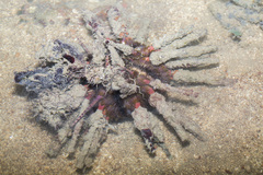 Prionocidaris bispinosa