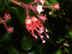 Miconia melanotricha