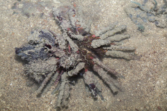 Prionocidaris bispinosa